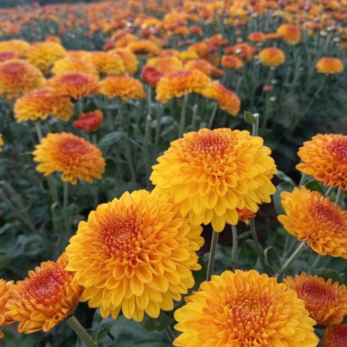 Chocolate Color Chrysanthemum Plant