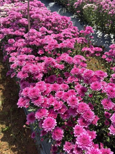 Pink Color Chrysanthemum Plant