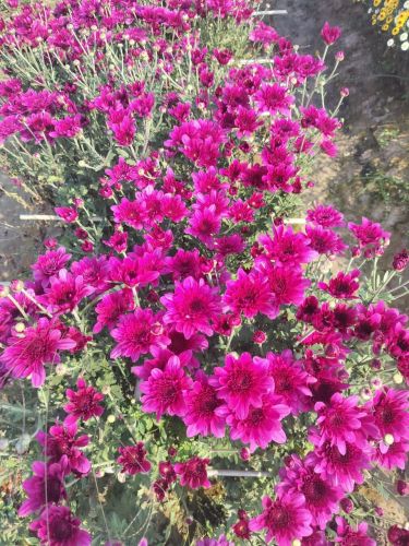 Purple Chamanthi Plant