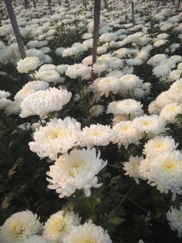 Star White Kolkata Chrysanthemum Plant