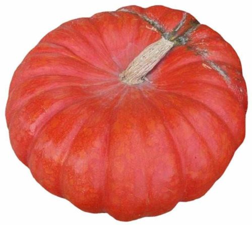 Fresh Red Pumpkin