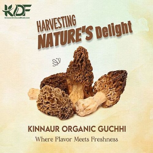 Guchhi Morel Mushroom