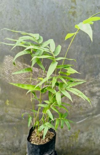 Bamboo Tissue Culture Plants