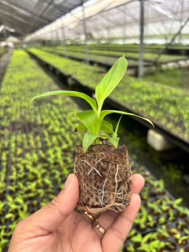 Banana Tissue Culture Saplings