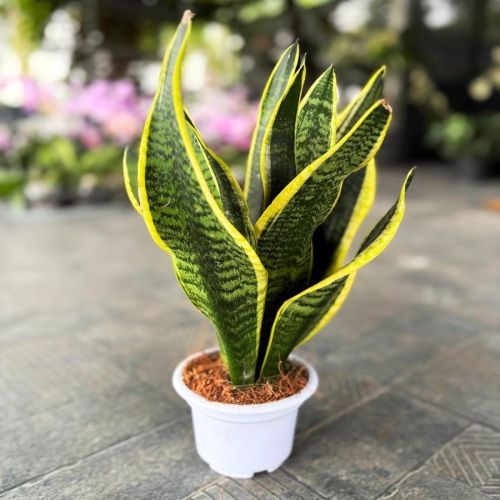 Dwarf Snake Plants