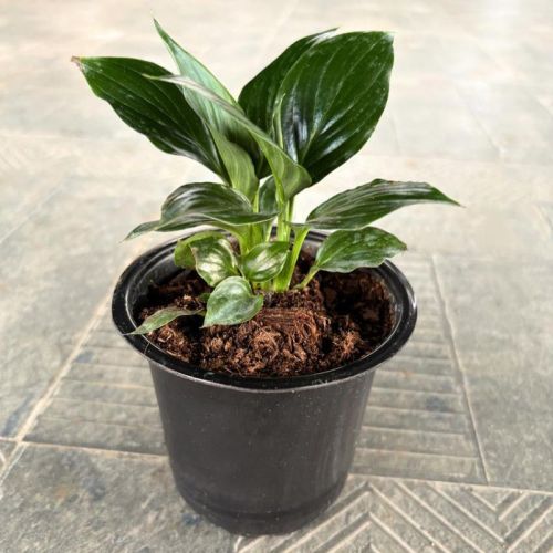 Peace Lily Plants