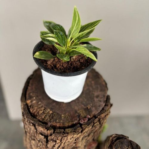 Philodendron Birkin Plants