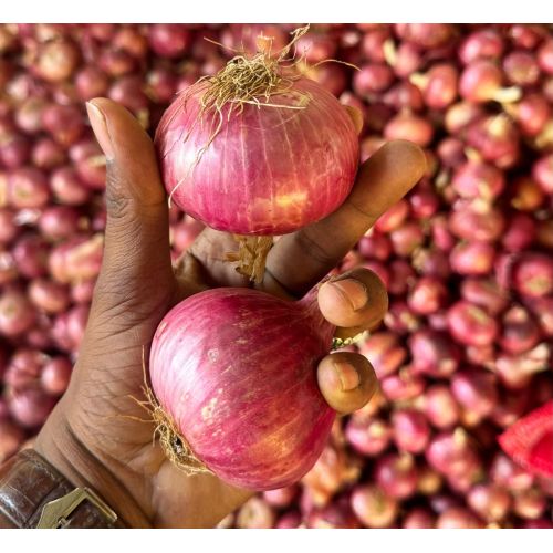 Nashik Red Onion