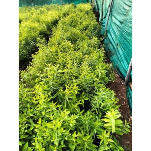 White Sandalwood Plants