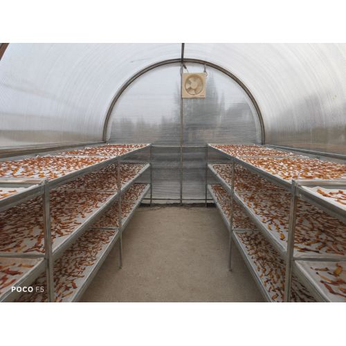 Solar Tunnel Dryer