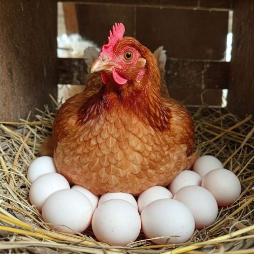 Chicken Eggs