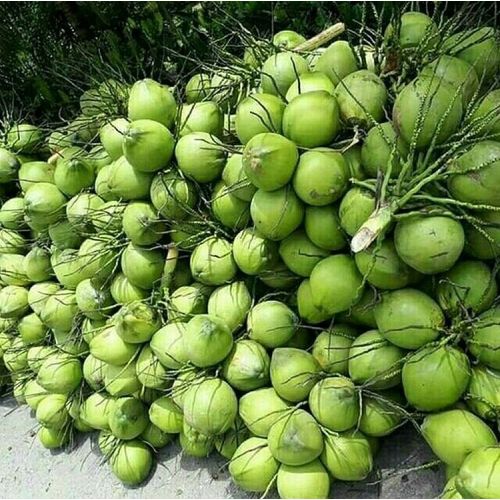 Green Tender Coconut
