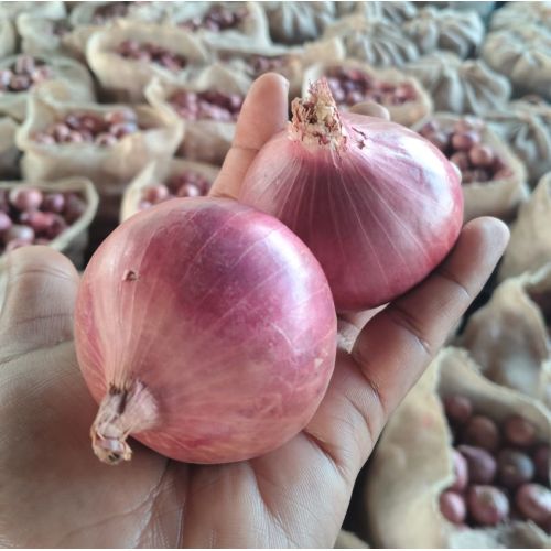 25mm Fresh Red Onion