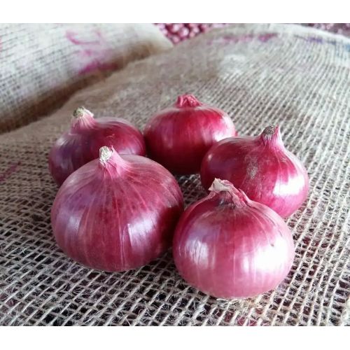 30mm Fresh Red Onion