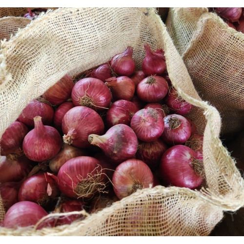 40mm Fresh Red Onion