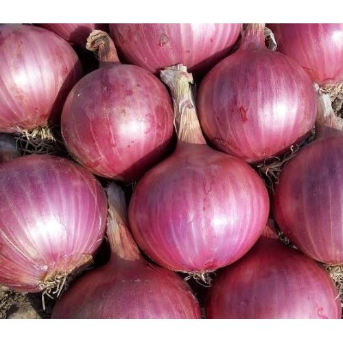 60mm Fresh Red Onion