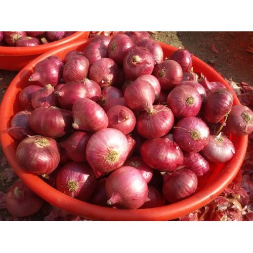 A Grade Red Onion
