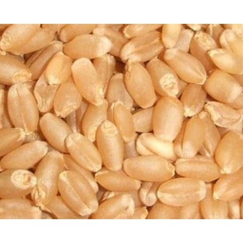 Whole Wheat Grain
