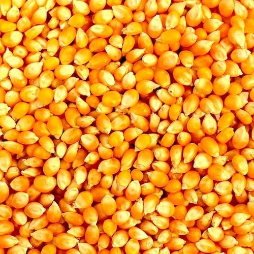 Yellow Maize Seed