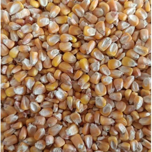 Yellow Corn Maize