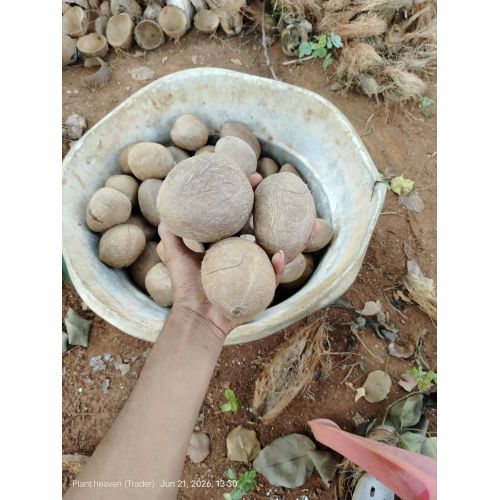 Coconut Copra
