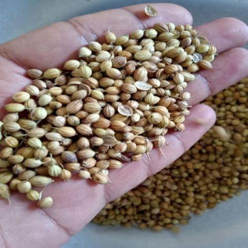 Eagle Quality Coriander Seeds