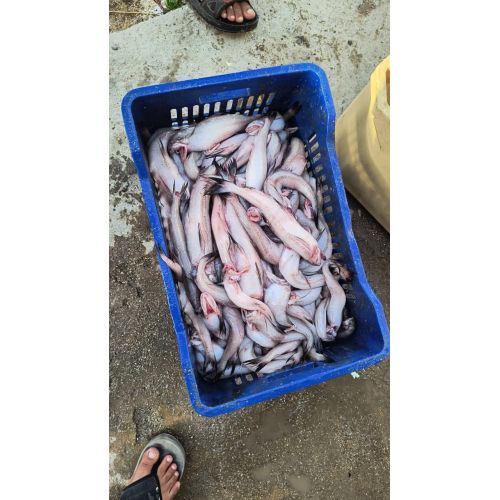 Bombay Duck Fish