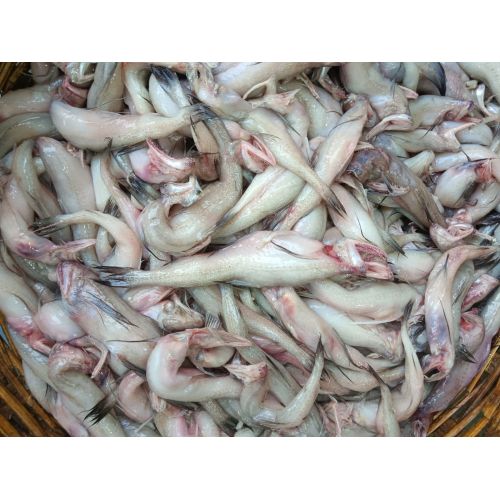 Fresh Fish