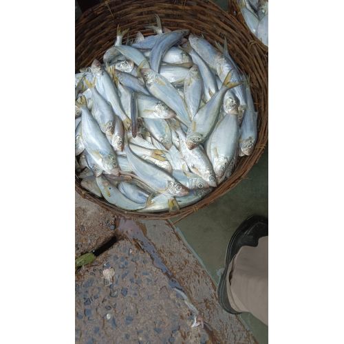 Fresh Hilsa Fish