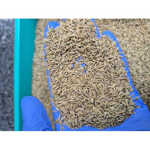 Cumin Seeds