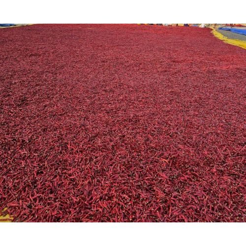 Dry Red Chilli
