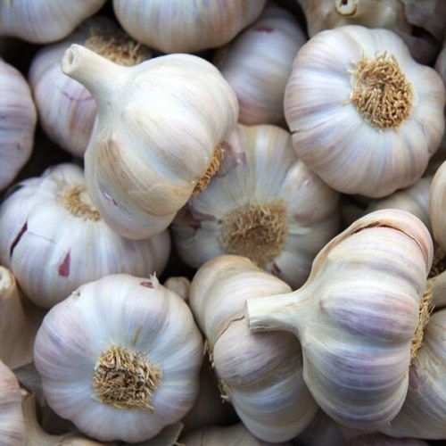 Dehydrated Garlic