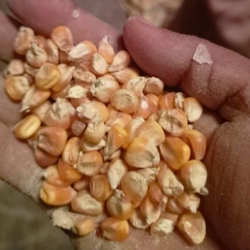 Yellow Maize Seeds
