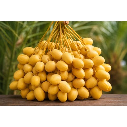 Fresh Yellow Barhi Dates