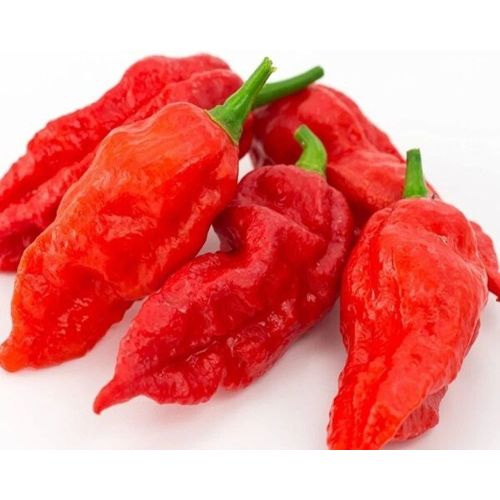 Fresh Ghost Pepper
