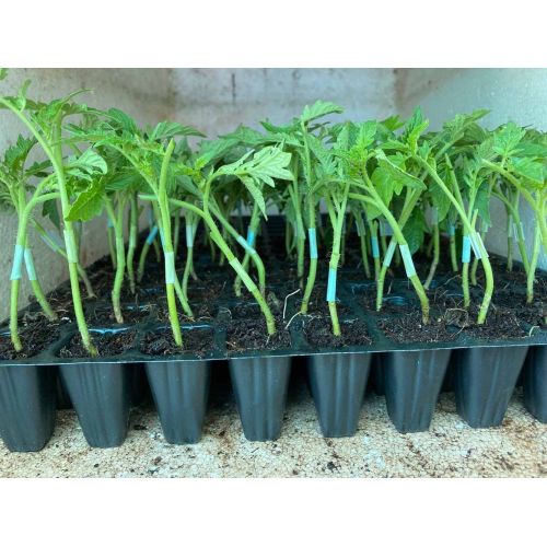Grafted Tomato Seedling