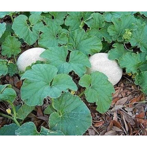 Muskmelon Seedling