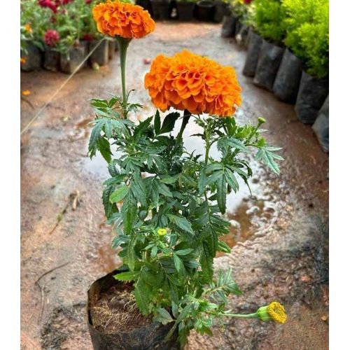 Orange Marigold Flower Seedling