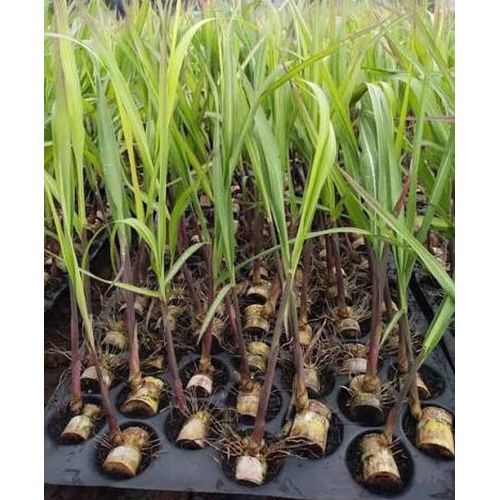 Sugarcane Seedling Plant