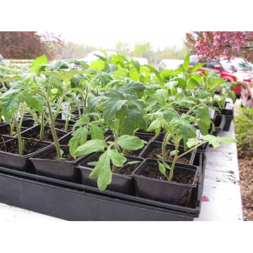 Tomato Seedling