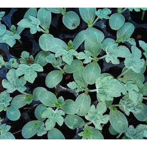 Watermelon Seedling