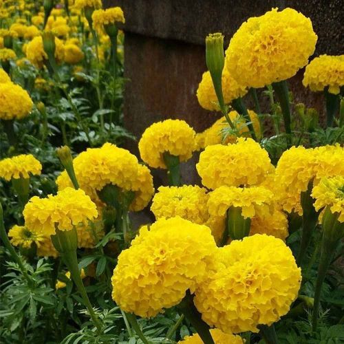 Yellow Marigold Flower Plant