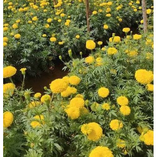 Yellow Marigold Seedling