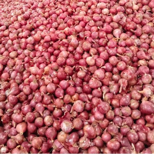 55mm Fresh Red Onion