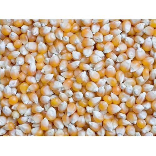 Indian Yellow Corn Maize