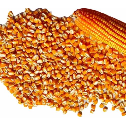 Yellow Corn Animal Feed