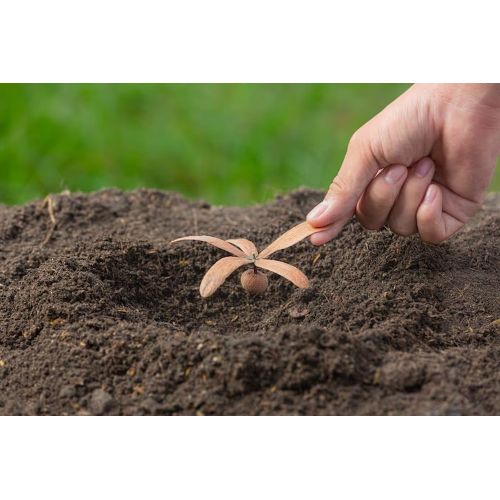 Agricultural Grade Vermicompost
