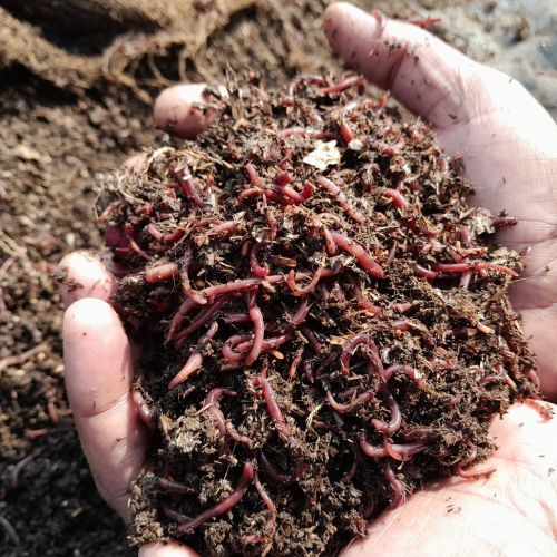 Bio Compost Earthworms