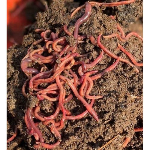 Live Compost Earthworms