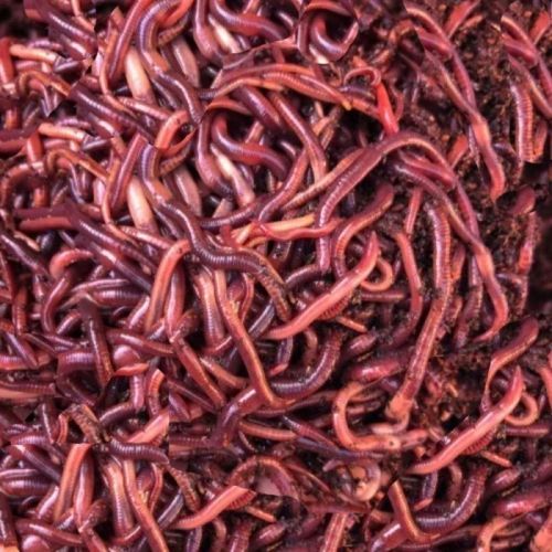 Live Natural Compost Earthworms